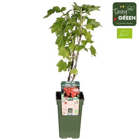Ribes Ribest Lisette Bio