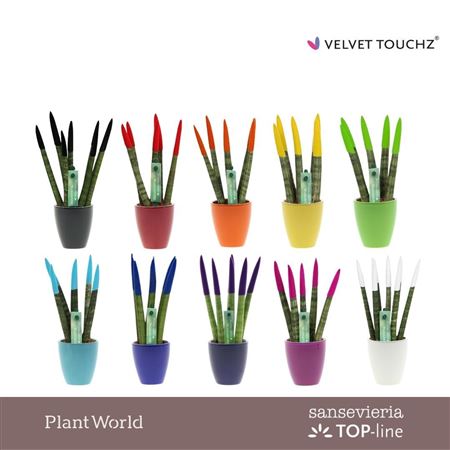 Sansevieria Velvet Touchz Mix