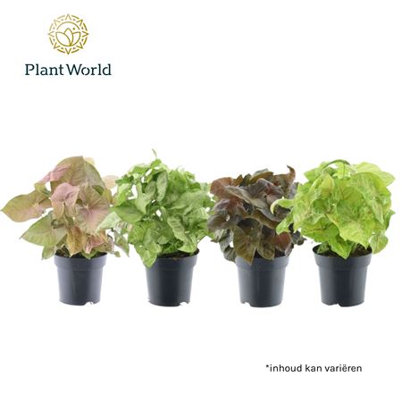 Syngonium Mixed