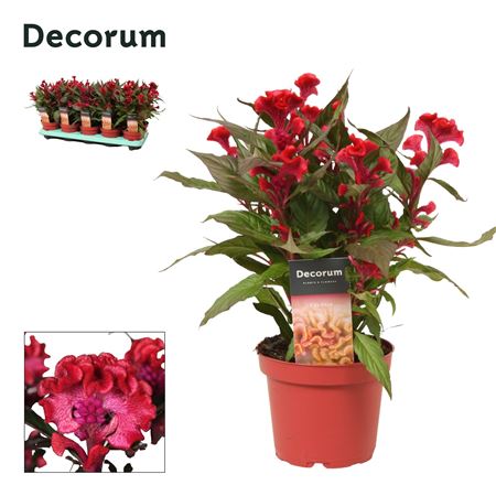Celosia Hot Topic Red Label (decorum)