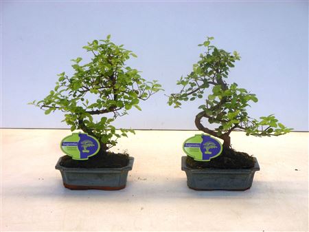 Bonsai Sageretia Theezans, 15., Shape, Without D