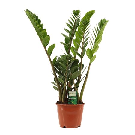 Zamioculcas 5+