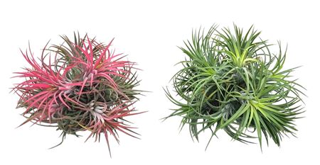 Tillandsia Ionantha Clumb Mix Large