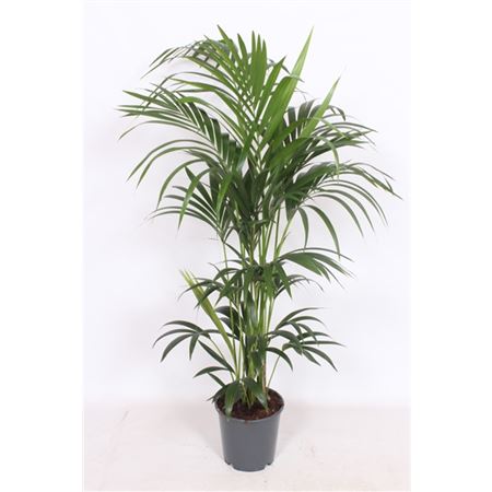 Howea Forsteriana 6pp