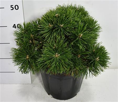Pinus Mugo Green Pearl.