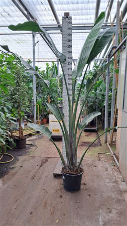 Strelitzia Nicolaii