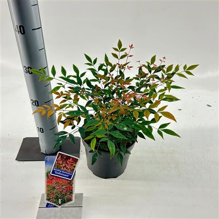 Nandina Domestica Gulfstream