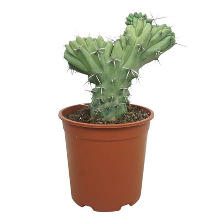 Myrtillocactus Geometrizans Cristaat