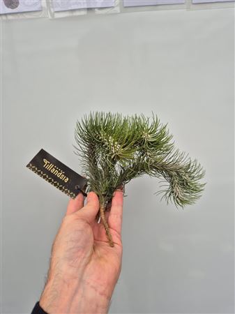 Tillandsia Funkiana Clumb Xl + Label