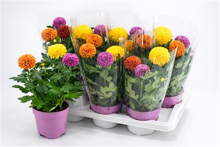 Chrys Flowerpops 3pp Budget