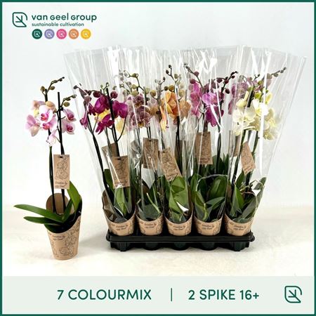 Phal 2st Mix Goodies 14+ (van Geel)