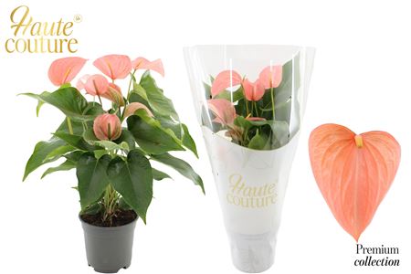 Anthurium 17 Cm Festivo Lux In Haute Couture Sleev