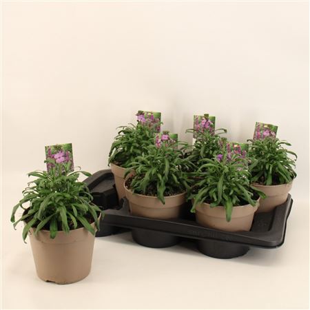 Erysimum Linifolium Super Bowl Mauve