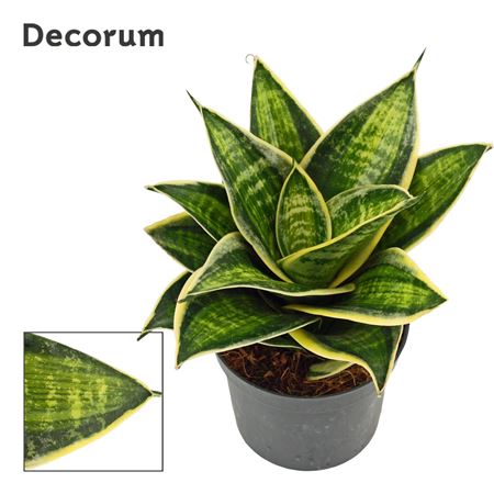 Sansevieria Hahnii Superior Star(decorum)