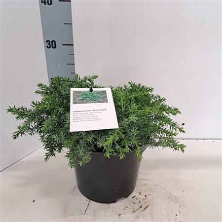 Juniperus Comm Silver Carpet