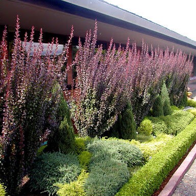 Барбарис тунберга Хелмонд Пиллар в тубе