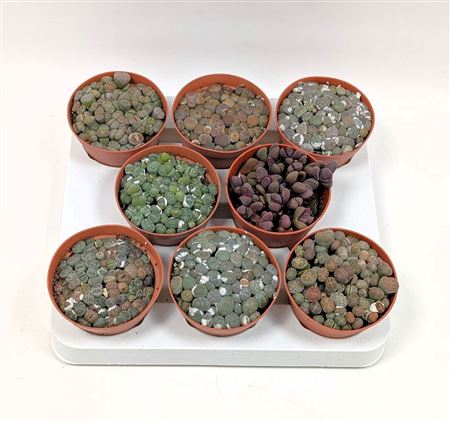 Lithops Mix (novi)