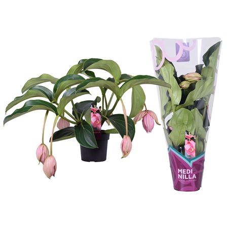 Medinilla Magnifica 2 Etage 5fl. Exclusive Sleeve