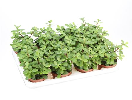 Portulacaria Afra Macrophylla