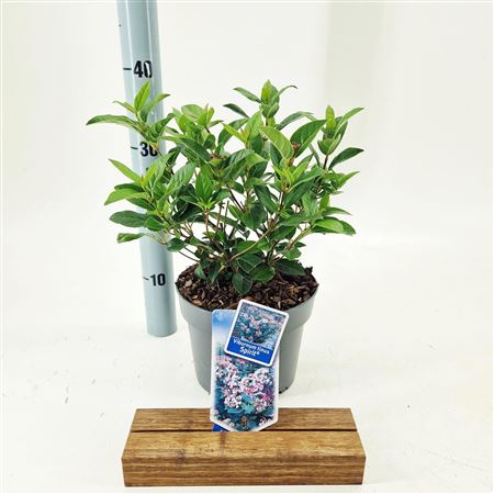 Viburnum Tinus Spirit