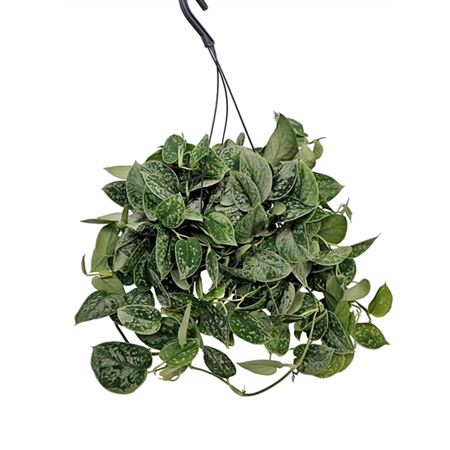 Scindapsus Silvery Ann Hangpot