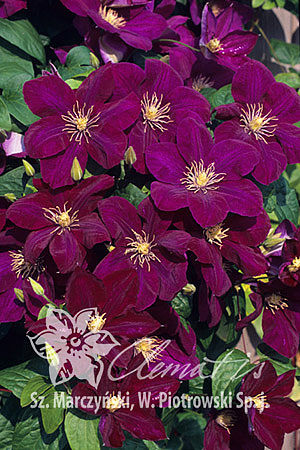 Клематис гибридный Монте Кассино