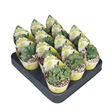 Cereus Peruvianus Crestato Potcover