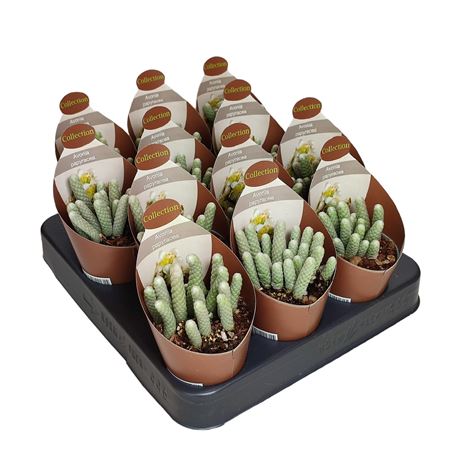Avonia Papyracea Potcover