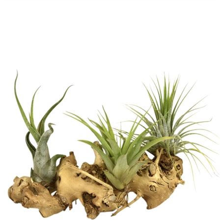 Tillandsia Hout Medium