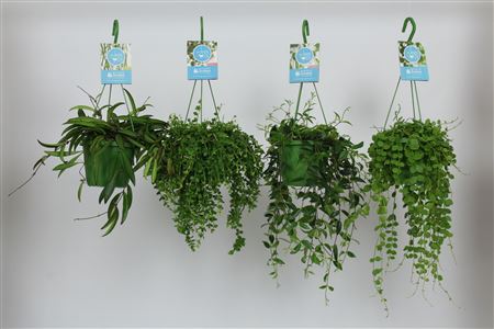 Hang On Green Mix