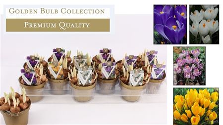 Crocus Mix (deluxe)