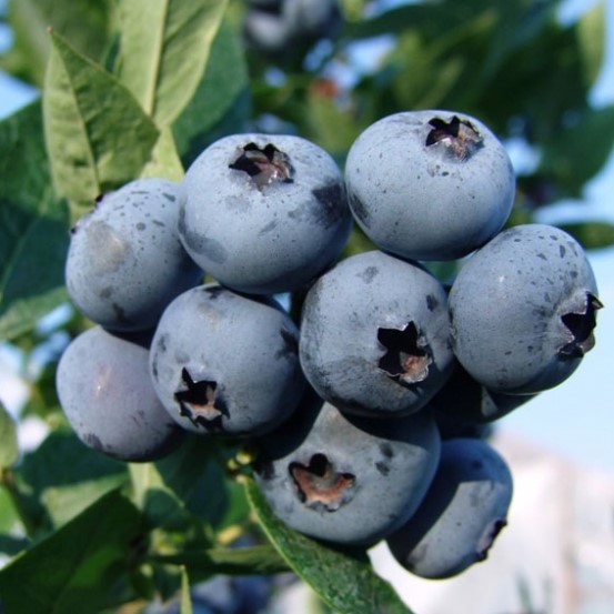 Голубика высокорослая Бригитта Блю