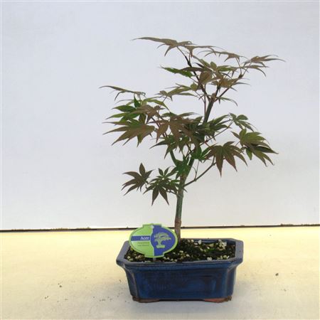 Bonsai Acer Palmatum Atropurpereum