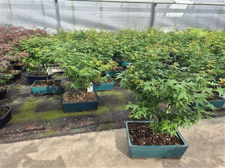 Bonsai Acer Palmatum Little Princess