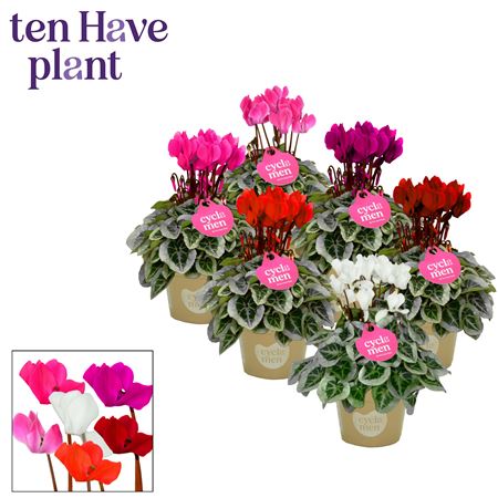 Cyclamen Picasso Red