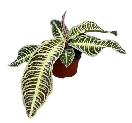 Labisia Japonica