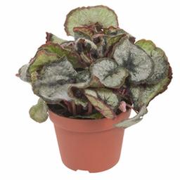 Бегония рекс Меджик Принцесс Гановери