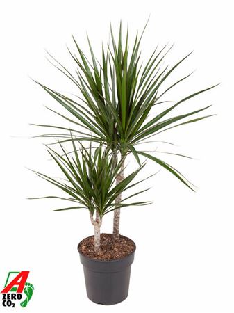 Drac Marginata 30-10