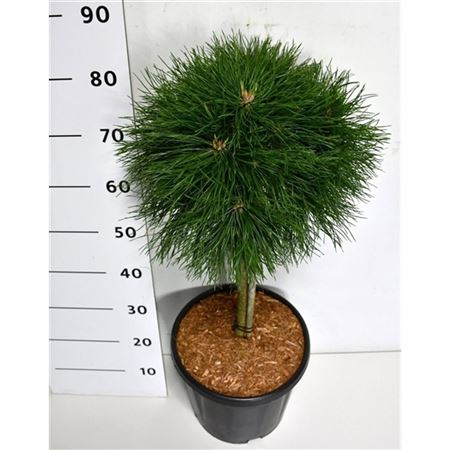 Pinus Mugo Varella