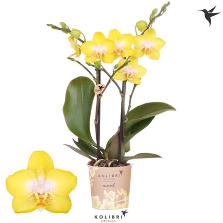 Phal 2st Arezzo 22+ (ok)