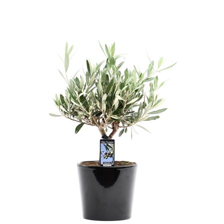 Olea Europaea In Ceramic Roma Black