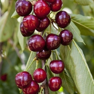 Черешня Сильвия колоновидная в тубе