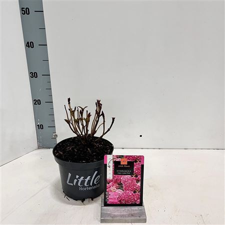 Hydrangea Ma Little Pink