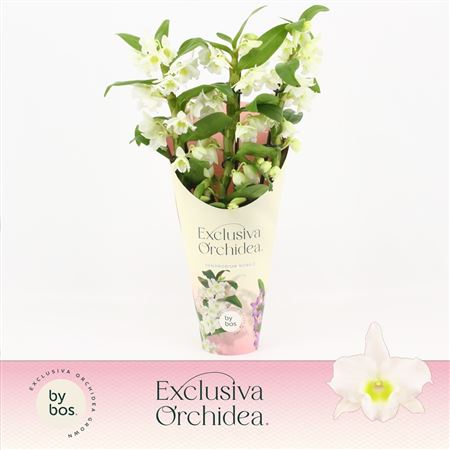 Dendr Nob 3st Apollon Exclusiva Орхидеи