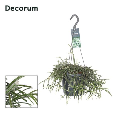 Rhipsalis Pilocarpa Hp 17 Cm