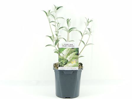 Buddleja Dav White Profusion