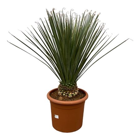 Dasylirion Longissimum