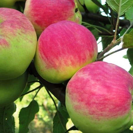 Яблоня домашняя Мантет в тубе