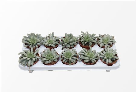 Haworthia Cymbiformis White Tiger