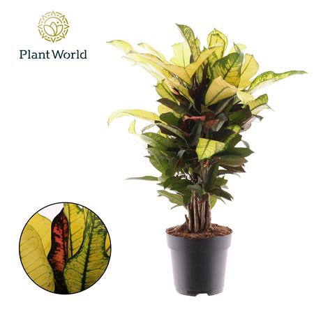Croton Wilma Branched